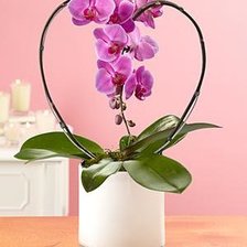 Схема вышивки «Орхидея в горшке»