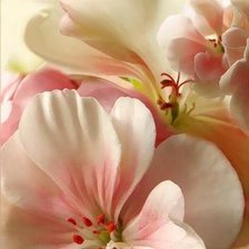 Схема вышивки «8787»