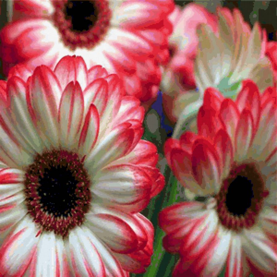 98721 - романтика, чувства, роза, цветы, букет, цветок, весна, розы - предпросмотр