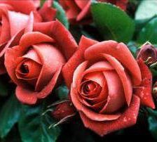 Схема вышивки «№206285»