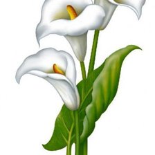 Схема вышивки «калла»