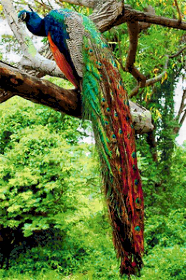 Царица Птиц..Павлины. - птицa, павлины, павлин, птицы - предпросмотр