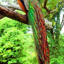 Схема вышивки «Царица Птиц..Павлины.»