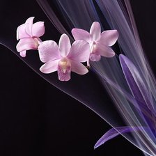 Схема вышивки «№206724»