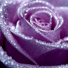 Схема вышивки «роза 4»