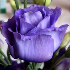 Схема вышивки «роза 7»