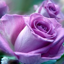 Схема вышивки «роза 8»