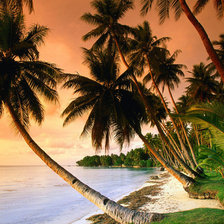 Схема вышивки «Пальмы в закате»