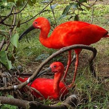 Схема вышивки «Красные фламинго»