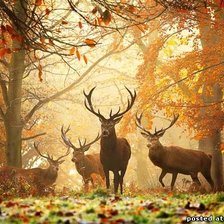 Олени на рассвете