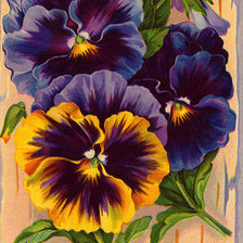 Схема вышивки «анютины глазки»