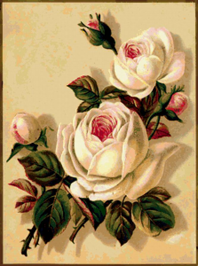 белые розы - предпросмотр