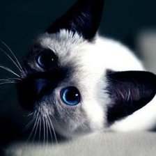 Сиамский котенок