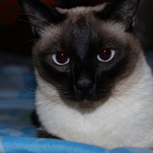 Сиамский котик