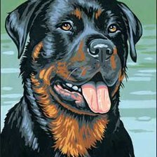 Схема вышивки «Ротвейлер»