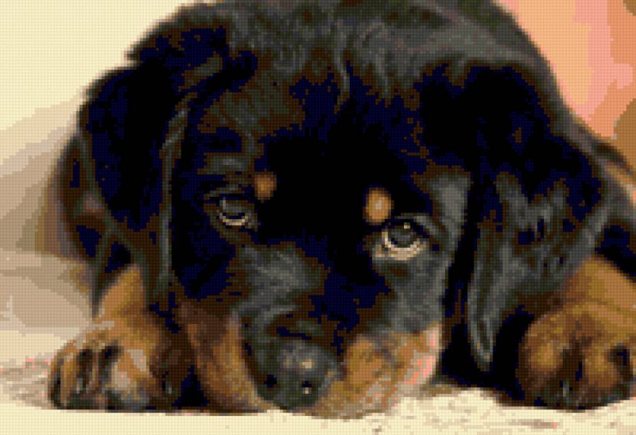 ротти - щенок, схема - предпросмотр