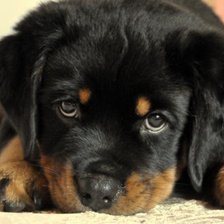 Схема вышивки «ротти»