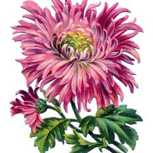 Схема вышивки «цветок»