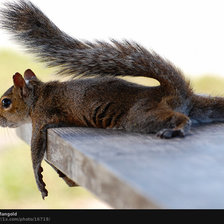 Схема вышивки «белка»