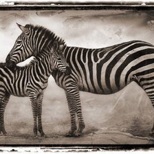 Схема вышивки «Зебры»