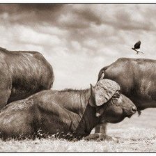 Схема вышивки «Буйволы африка»