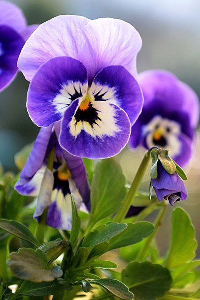 Незабудки - цветы - оригинал