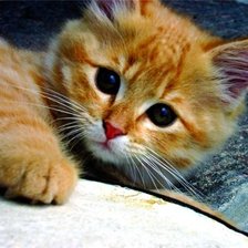 Схема вышивки «Котенок»