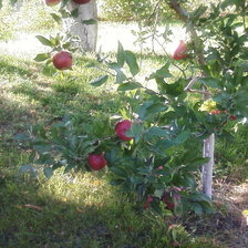 Схема вышивки «Яблоня»
