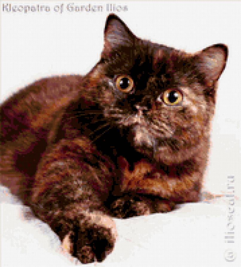 британская кошка черепашка - британская кошка черепашка - предпросмотр