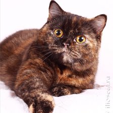 Схема вышивки «британская кошка черепашка»