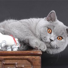 Схема вышивки «британский кот Лео»