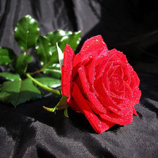 Схема вышивки «Роза»