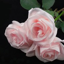 Схема вышивки «Розы»