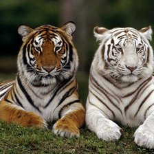 Схема вышивки «тигра»