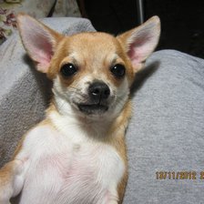 Схема вышивки «тим»