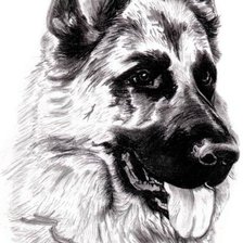 Схема вышивки «Мухтар»