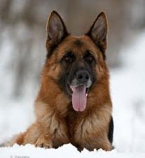 Схема вышивки «Немецкая овчарка»