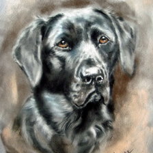 Схема вышивки «Любимец №2»