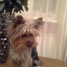 Схема вышивки «Ваня»