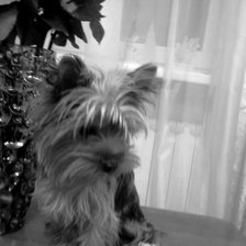 Ваня черно-белый