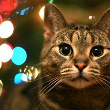 Схема вышивки «Котик»