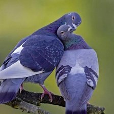 Схема вышивки «Голубки»