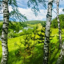 Схема вышивки «Березы»