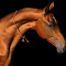 Схема вышивки «Текинец»