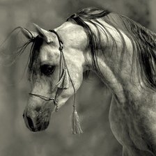 Схема вышивки «Араб»