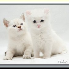 Схема вышивки «№208488»