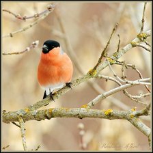 Схема вышивки «Снегирь»