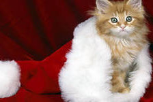 Схема вышивки «№208775»