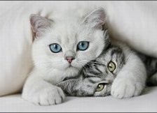 Схема вышивки «кошки»