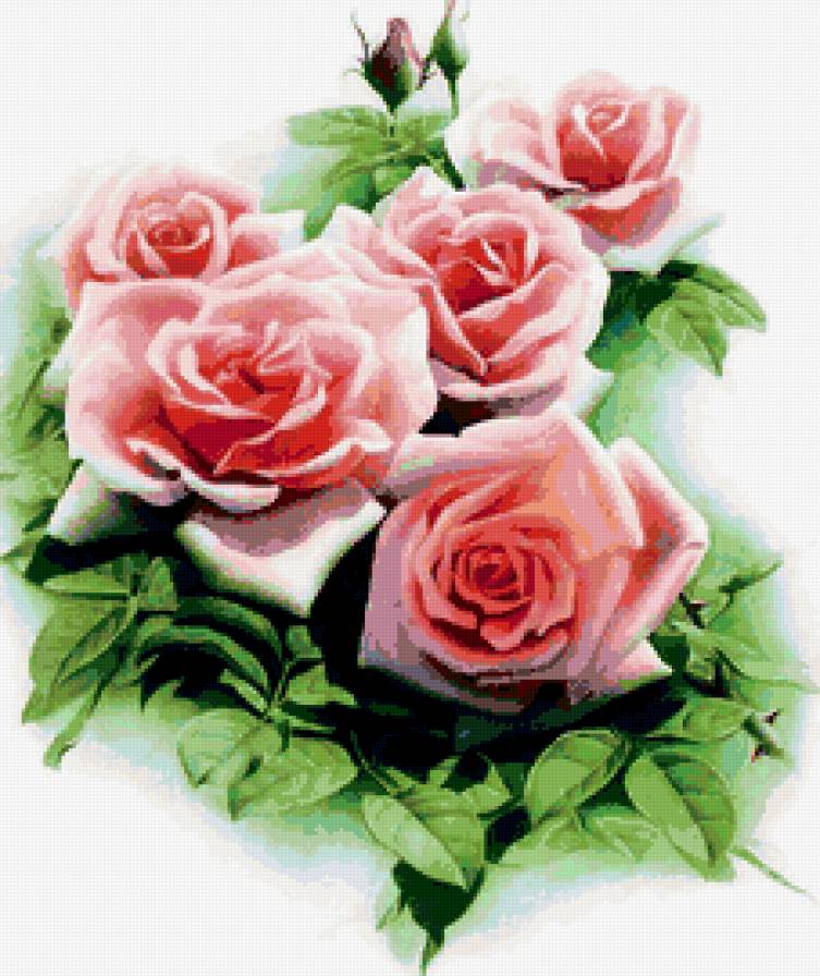 розы - предпросмотр